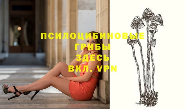 прущие грибы Елизово