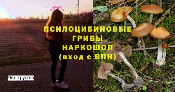 прущие грибы Елизово